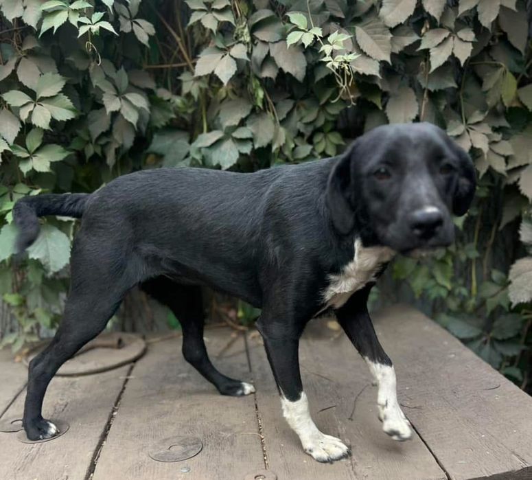 Стефа , добрая девочка , стерилизована