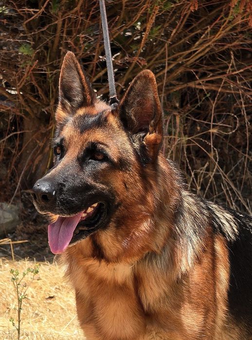 Pastor Alemão de excelência