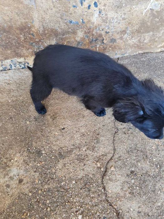 cachorro  Leão para adopção só para moradia e para quem o vacinar