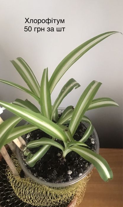 Кімнатні рослини