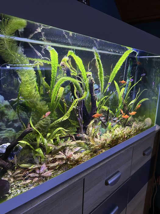 Akwarium 200 litrów  z życiem