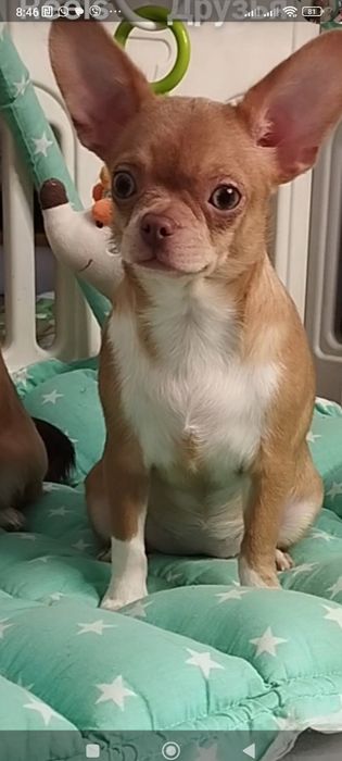 Пропонується дівчинка чіхуахуа стандарт