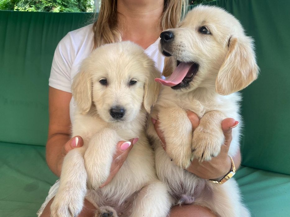 Golden Retriever Szczeniak Możliwy paszport!!!