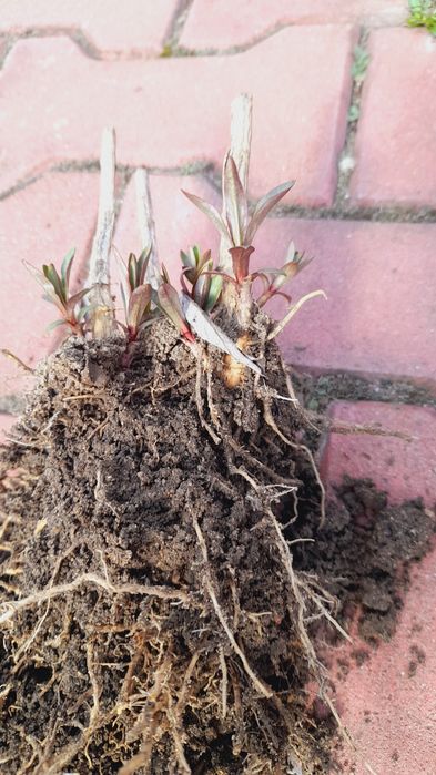 Floks wiechowaty karpa bylina