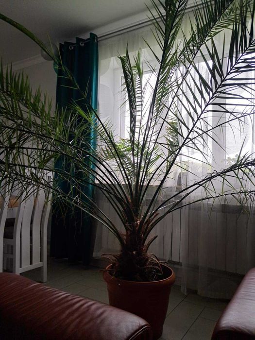 Красива пальма, для офісу, великого приміщення
