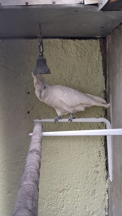 Catatua duporpsoi