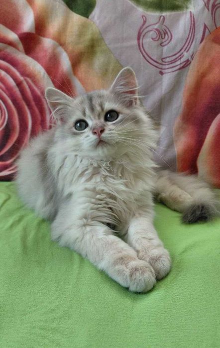 Шотландский длинношерстный котик в окрасе голубое золото ау11