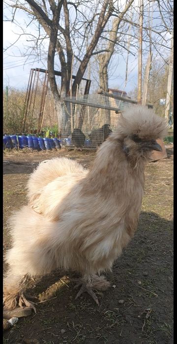 Інкубаційне яйце Китайська Шовкова, Silkies, Пухова курей