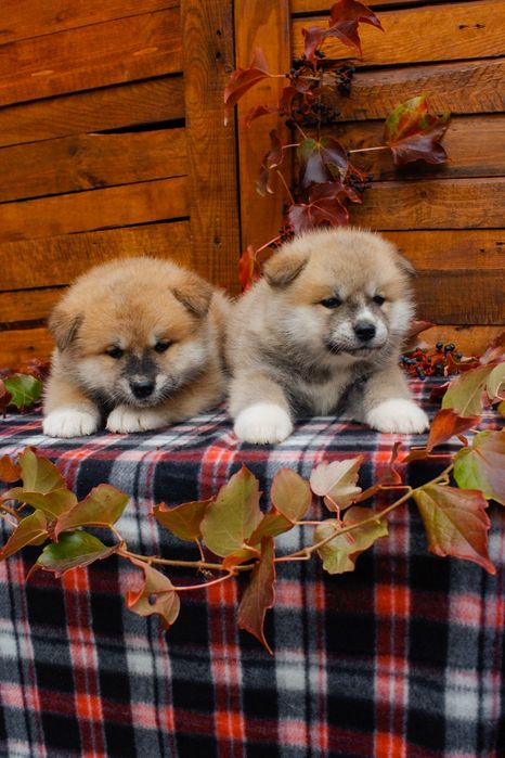 Цуценята акіта іну,  японська акіта