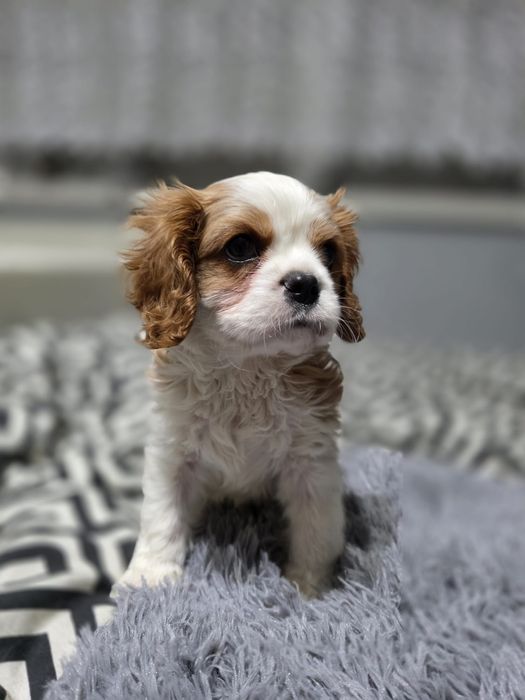 Cavalier King Charles Spaniel