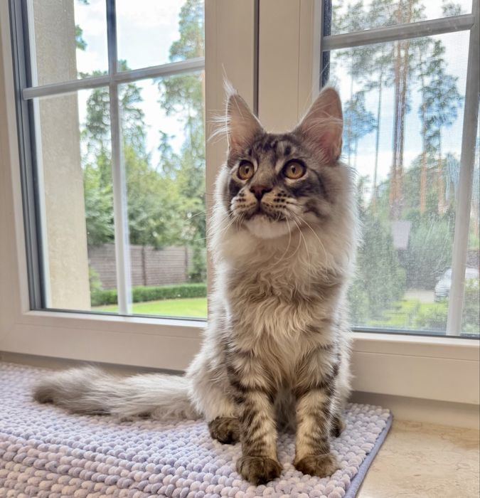 Мейн-кун VIP-класу. Black Silver Classic Tabby ns22