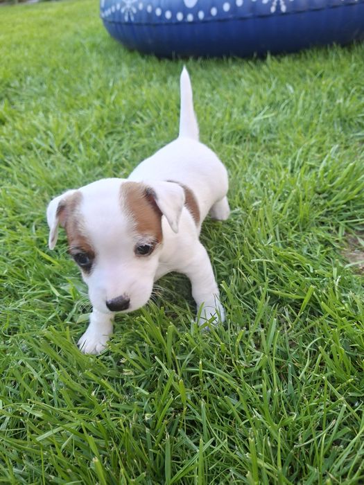 Suczka Jack Russell Terrier