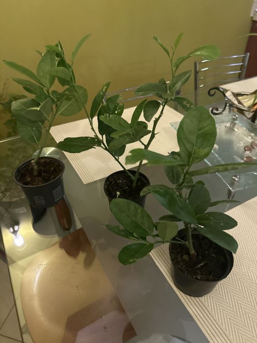 Cytryna skierniewicka