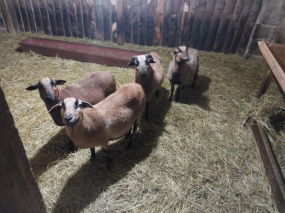 Owce kameruńskie rejestrowane