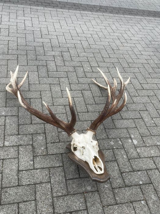 Wieniec jelenia osiemnastak