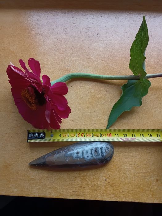 Authentic Fossil from the Atlas Mountains – A Window into the Past!64750584761730121