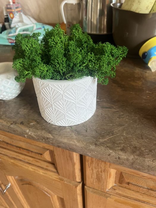 Кашпо з мохом