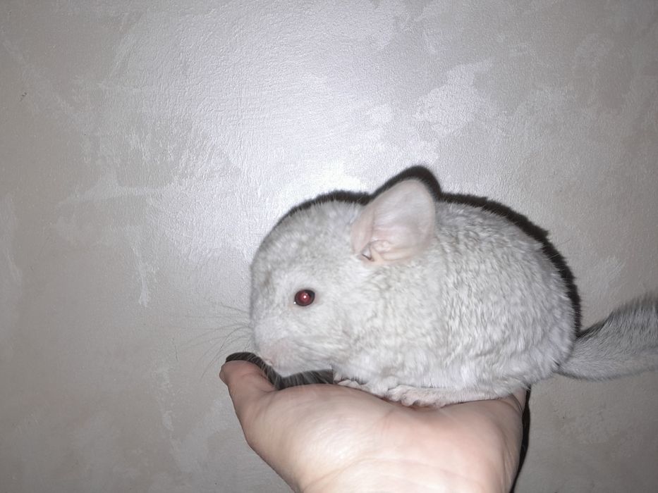 Дружелюбна  пухкенька ( сіра та біла] дівчинка