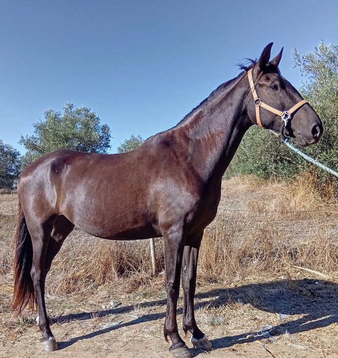 Égua cruzada de lusitana