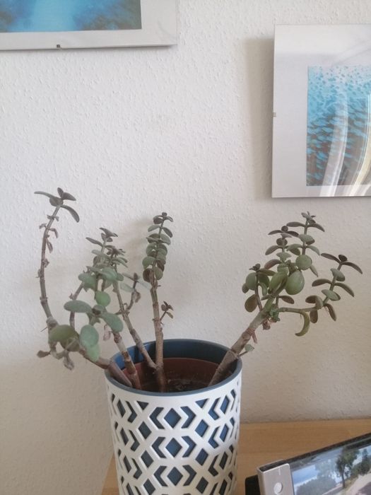 Difenbachia i inne kwiaty