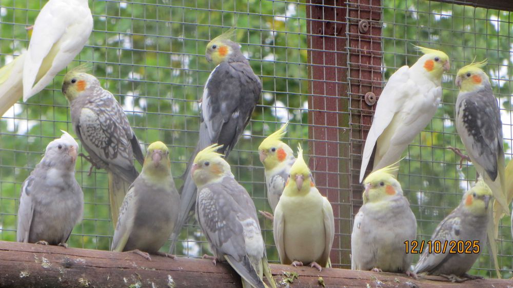 Sprzedam papugi Nimfy.