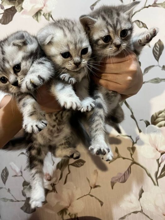 Продам чистокровних кошенят