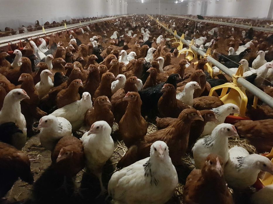 kury kokoszki nioski rosa