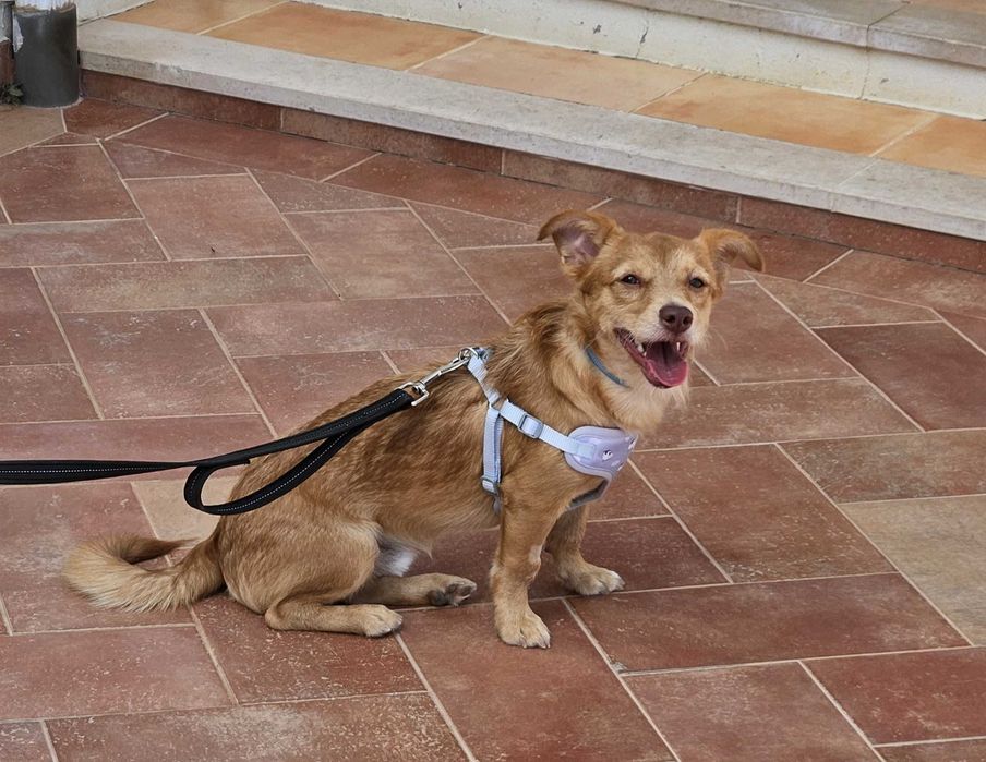 Jimmy, Cão 8 meses porte pequeno para adoção