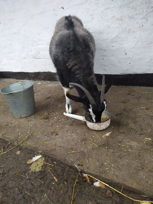 Козочки кітні.Київська область.