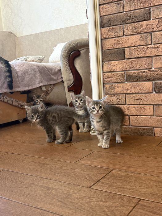 Кошенята метіси Бенгала