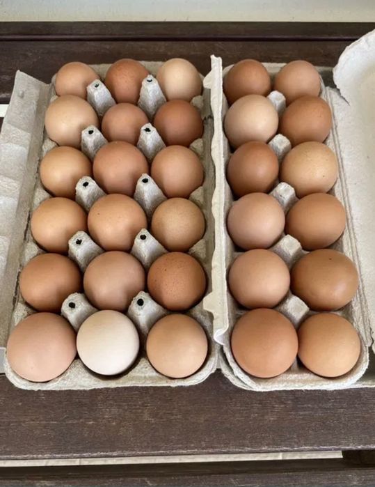 Ovos caseiros de galinha