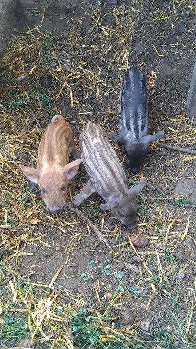 Поросята, Венгерская пуховая мангалица