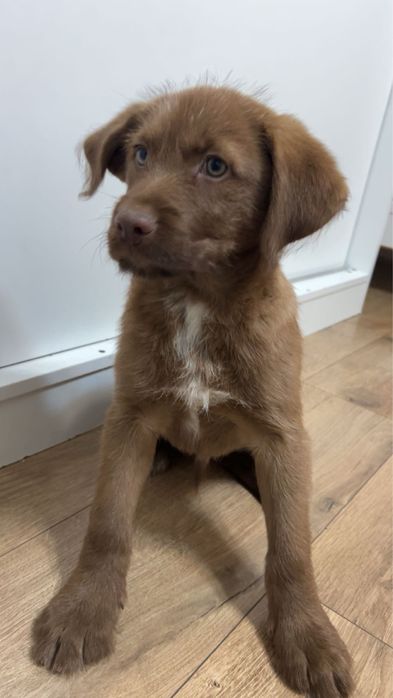 Piesek szczeniak do oddania w dobre rece