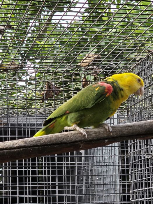 Amazona oratrix magna