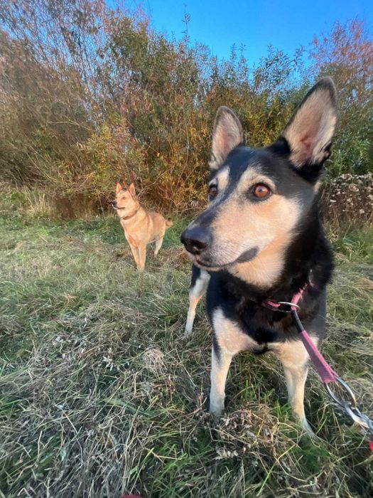 Rudi i Sabinka szukają wspólnego domu