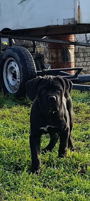 Цуцинята Кане-Корсо