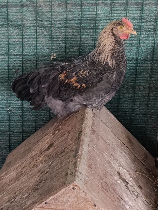 Galos para consumo ou galinheiro