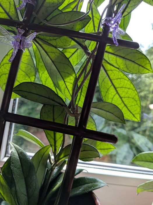 Hoya/ Hoja crassipetiolata