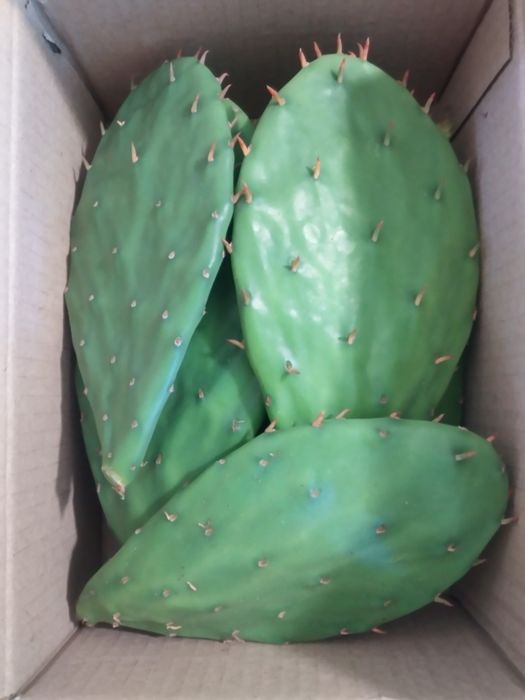 Опунция уличная садовая желтая