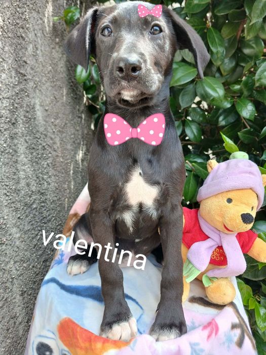 Valentina para adoção muito responsável