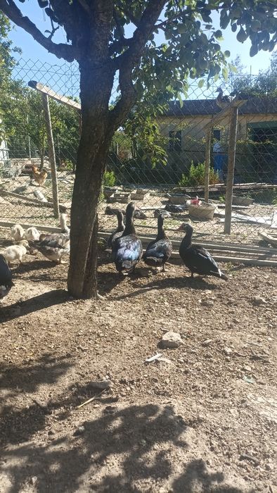 Patos caseiros criados ao ar livre
