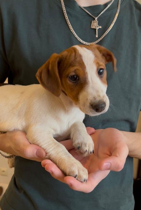 Jack Russell Terrier