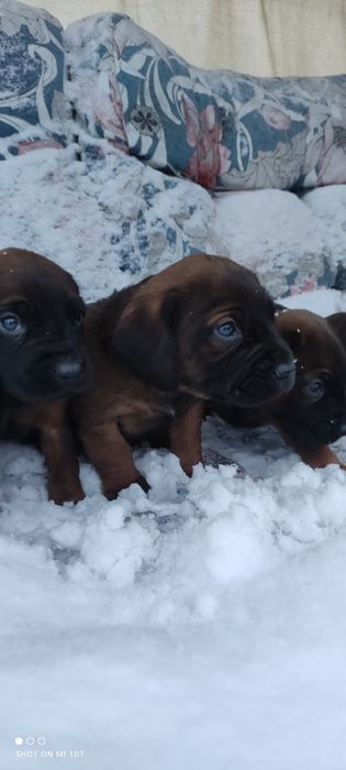 Posokowiec bawarski z metryką