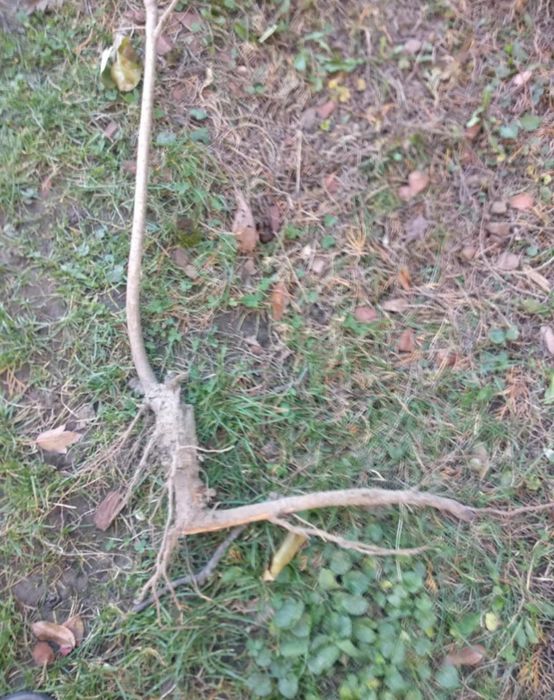 Sadzonki wiśni tanio dużo sztuk