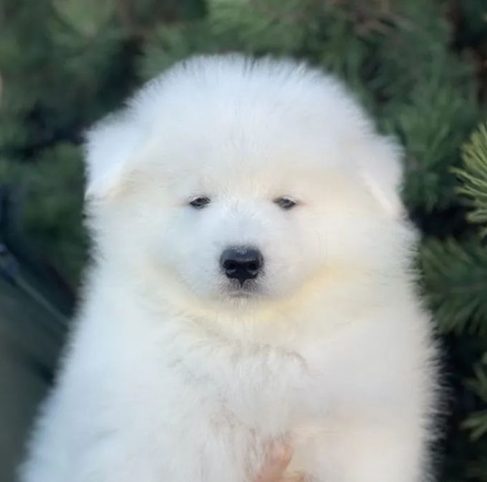 Samoyed samojed biały pies