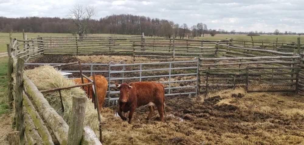 Wygrodzenia mobilne panele dla bydła i koni TEXAS