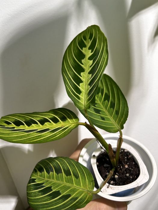 Maranta lemon lime