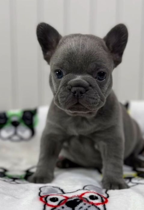 Хлопець французький бульдог блакитний,