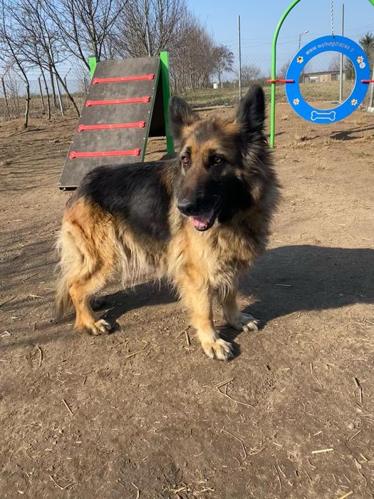 Wanda w typie owczarka długowłosego do adopcji!
