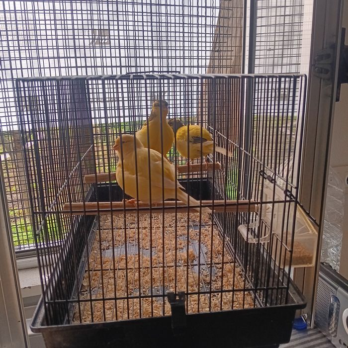 Vendo canários borders